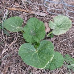 Volunteer Hollyhock