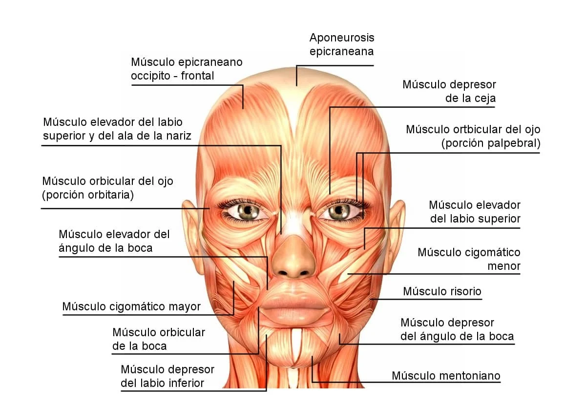 Reflexología facial
