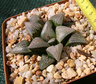 Haworthia cv. Lombard Star