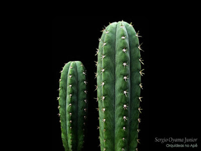 Cacto Echinopsis pachanoi