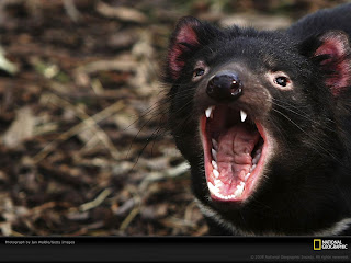 Tasmanian Devil Wallpapers