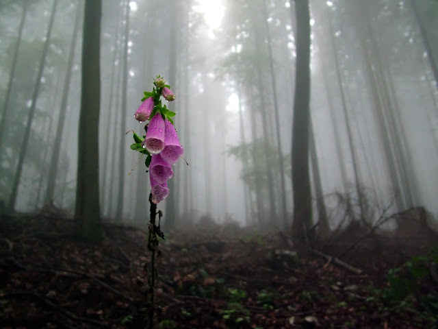 Blomst i mørk tåget skov
