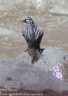 alt="pato de los torrentes,Merganetta armata,aves de Mendoza"