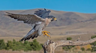 El animal más rápido del mundo, halcón peregrino. Animal terrestre más rápido del mundo. Animal marino más rápido del mundo.