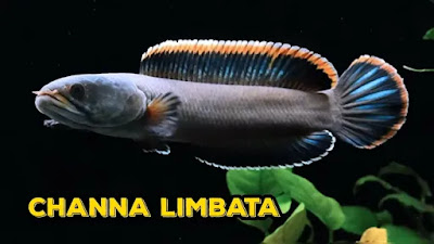 8 Jenis Ikan Channa Asli Indonesia yang Patut Pecinta Ikan Hias Ketahui
