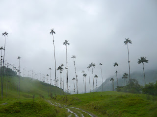 Palmeras de cera. Foto: Fernando Conchello