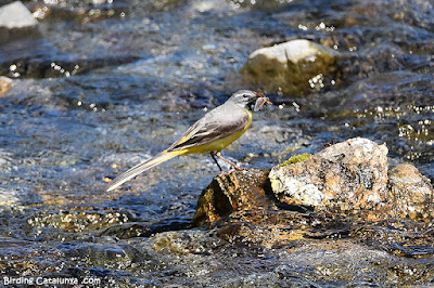 Cuereta torrentera (Motacilla cinerea)