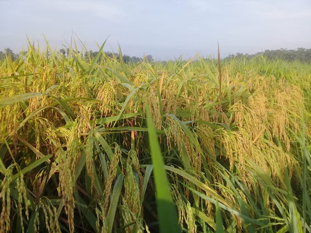 Benih Padi Ketan Grendel 85 - 95 HST Panen