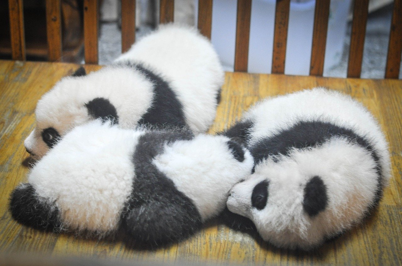 chinese panda