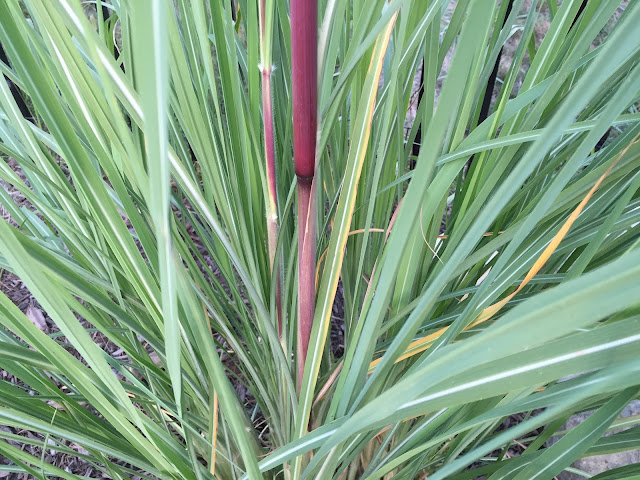 Erianthus ravennae 'Hardy Pampas Grass'