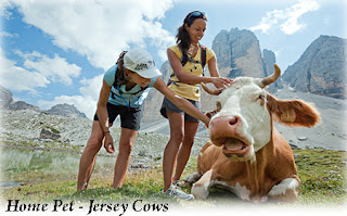 Home Pets - Basic Information about Jersey Cows 