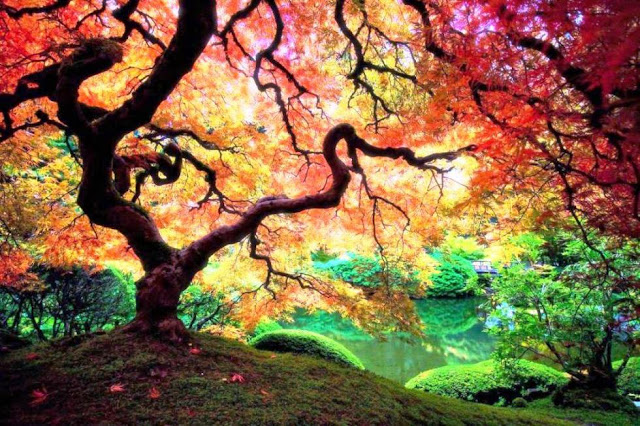  A Japanese Maple Tree In Oregon