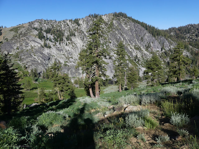 266: lake behind tall trees