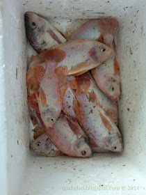 Ikan Talapia