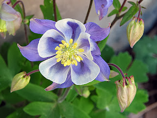 Columbine Flower Meaning, Columbine Flower Symbolism