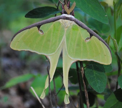 Many people like butterflies, but the giant silk moth appears at night, so many people miss the amazing colors and designs that do not have any function according to evolutionary views. Materialism does not allow us to consider that the Creator designed them for our benefit.