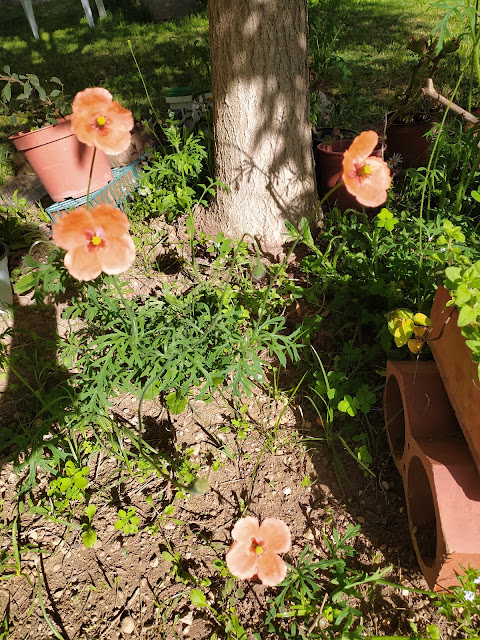 Poème Si je suis né au mois de mai...  Si je suis né au mois de mai, C'est pour chanter à l'étourdie. Vivent la rose et le muguet ! Mes complaintes mêmes sourient.  Ma mère avait l'âme fleurie Comme une branche de lilas. Vive l'aube, vive la vie ! Le pain noir luisait sous ses doigts.  Mon père, tous les samedis, M'achetait de belles images. Fables, où sont vos paradis ? Vivent Marie et les Rois mages !  La Dyle, comme un coutelas, Se courbait au fond du jardin. Que dites-vous de ce nom-là ? Vive une eau qui coule si bien !  Vivent les jours, vive ma sœur ! Sa poupée s'appelait Solange. Elle jouait avec les anges; Le pré fleurissait de douceur.  Et vive la rue des Fontaines Où le linge était bleu et blanc Comme les drapeaux du printemps ! On y essorait toute peine.  L'école, aux rumeurs de la ville, Nous faisait longuement rêver Près d'un grand héron empaillé. Vive, au soir, la lampe tranquille !  Wavre s'ouvrait comme une rose A l'orée de mon cœur mouillé. Que vivent tant de douces choses Ne cesse de m'émerveiller.  (Maurice Carême, Brabant, 1967