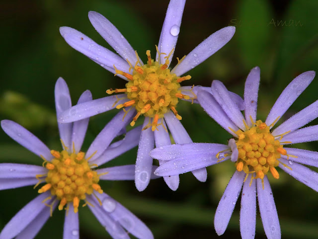 Aster microcephalus