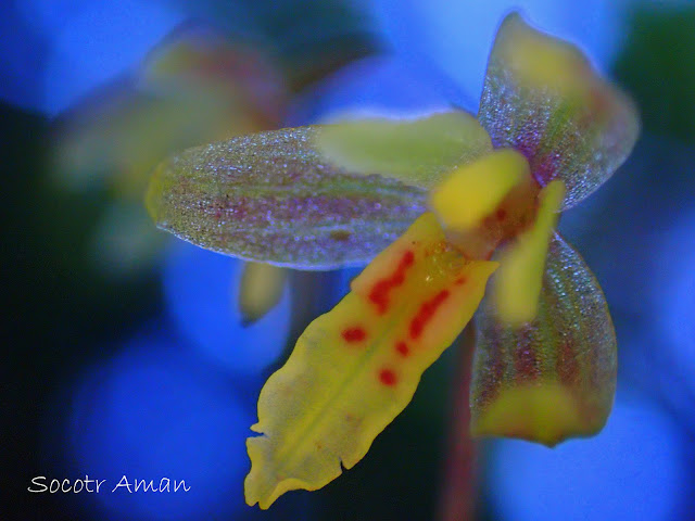 Ephippianthus schmidtii