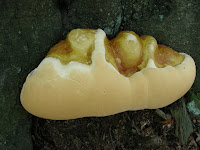 Ganoderma resinaceum