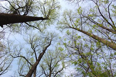 Tulip Poplars, coming into their leaves.