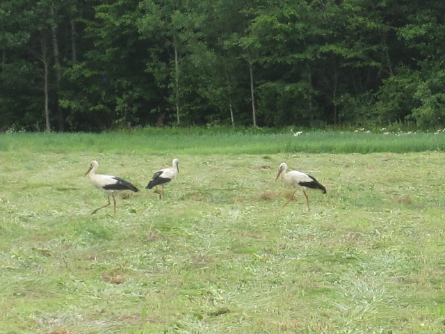 Storks Lithuania