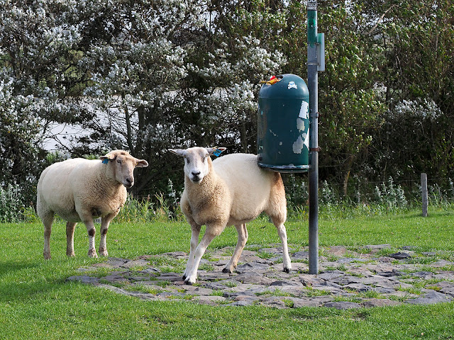 Schaf scheuert sich