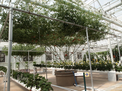 P4290571-2012-06-14-17-33.jpg