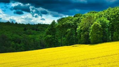 Papel de Parede Linda Paisagem Flores Amarelas no Campo