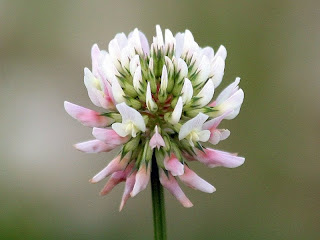 Clover bloom