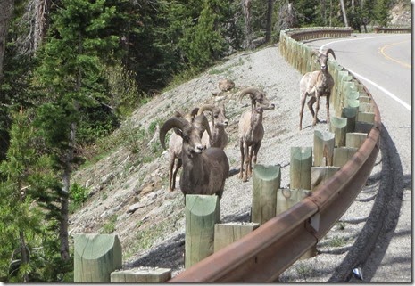 Big Horn Sheep on the way out of Yellowstone