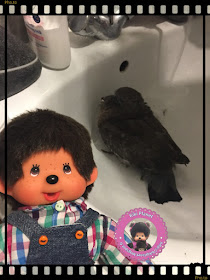 Bubbles le Monchhichi et Colombine le bébé pigeon
