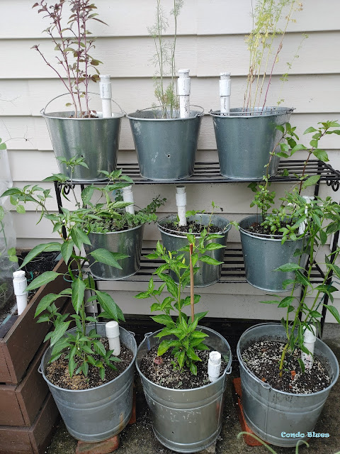 DIY self watering herb garden pots
