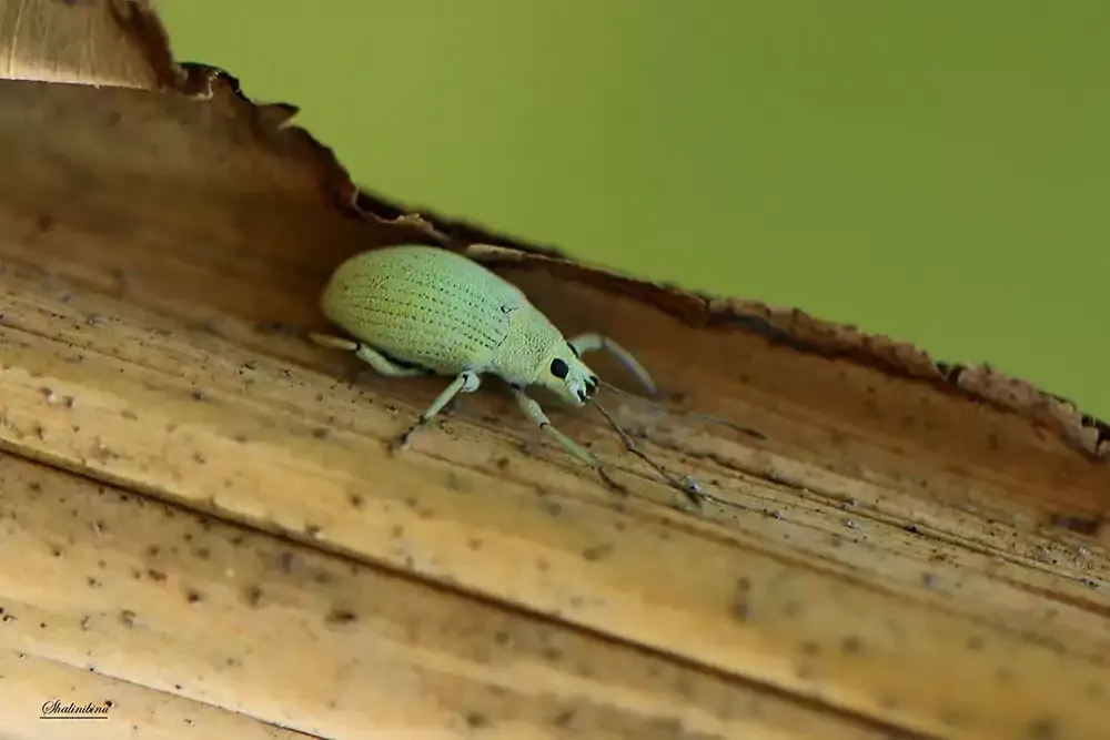 Green weevil