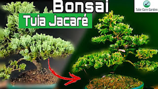 Tuia-jacaré Juniperus horizontalis: Guia de Cultivo e Cuidados com as Plantas