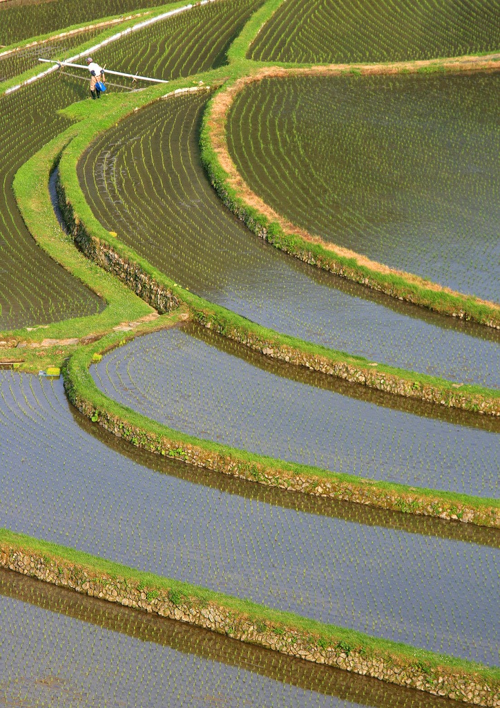 rice-terraces-2