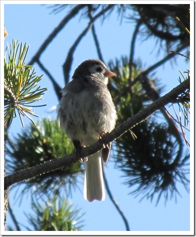 2015-07-23 Wyoming, Foxpark - Leucistic Junco Bird (5)