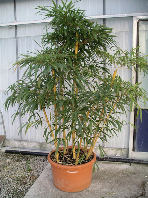 Bamboo In A Pot4