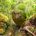 Burung Nuri Kakapo Spesis Terancam Tidak Boleh Terbang  Sukar Ditemui