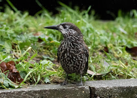 Spotted Nutcracker - Netherlands