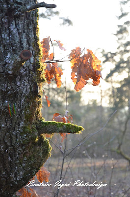 Baum mit "Phallus"