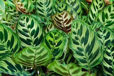 Exuberantes como as penas do pavão, as folhas dessa maranta possuem formato oval, uma tonalidade verde escura e um desenho de linhas transversais mais claras. É uma planta de origem brasileira e pode ser cultivada facilmente em vasos e ambientes internos, pois se adapta bem à meia-sombra.