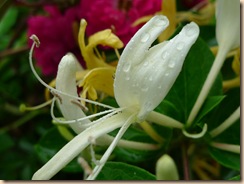 honeysuckle