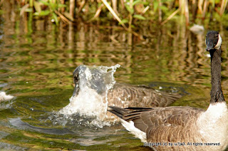 Canada Goose Bathing