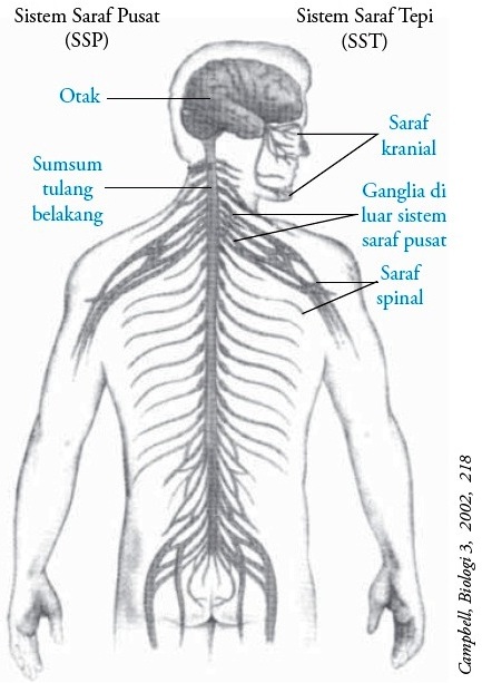  Sistem  Saraf  Tepi Perifer  Manusia Struktur Fungsi Bagian