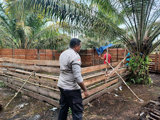 Keburu Dibongkar Aparat, Judi Sabung Ayam Gagal Beraktivitas di Seberuang 