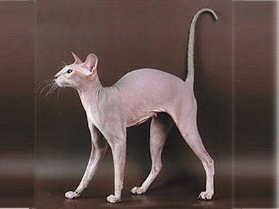 gambar kucing peterbald