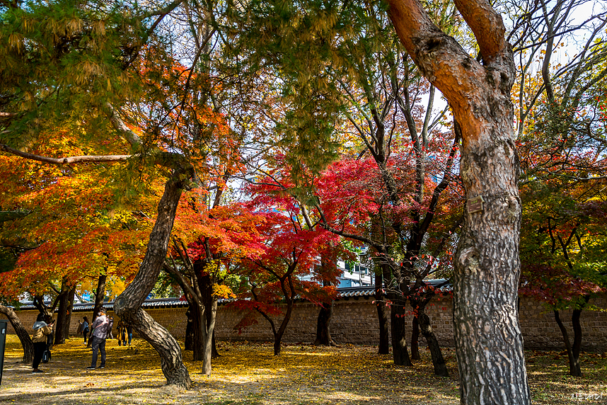 Autumn leaves of Changgyeonggung Palace