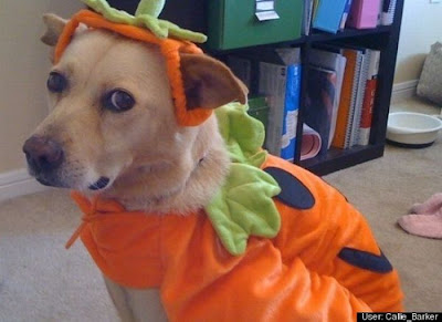 Crazy Halloween Costume for Dog Seen On www.coolpicturegallery.us