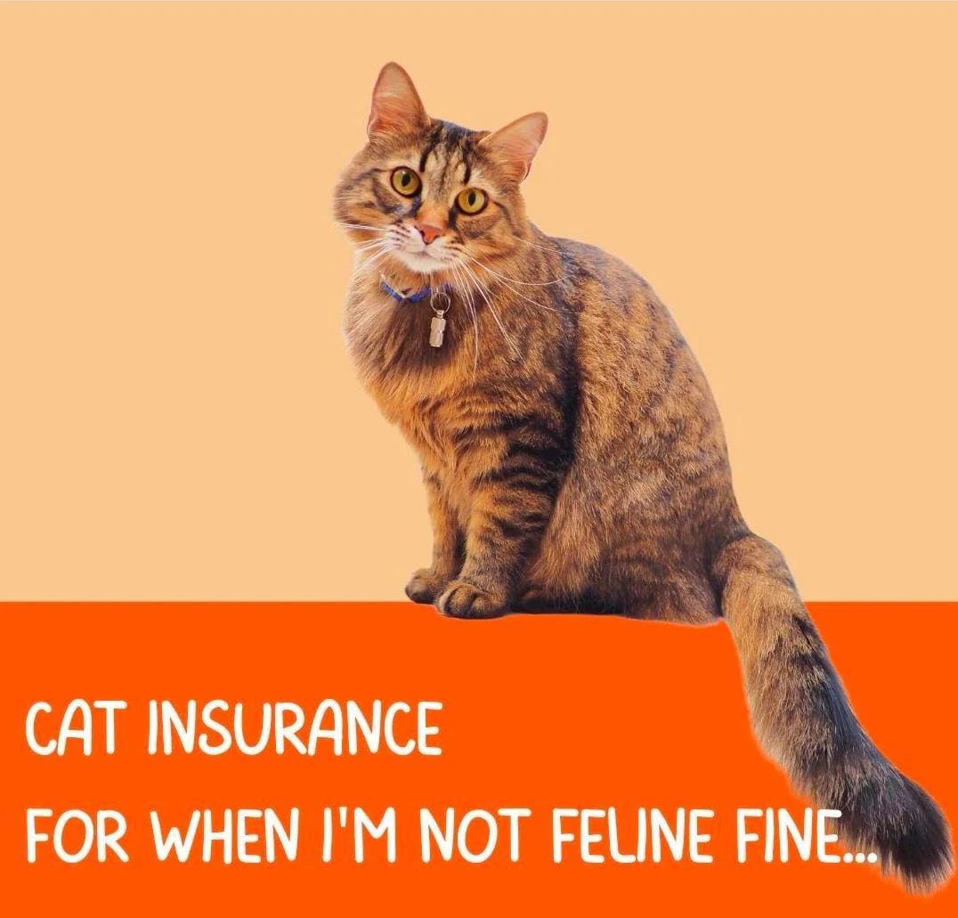 cat insurance